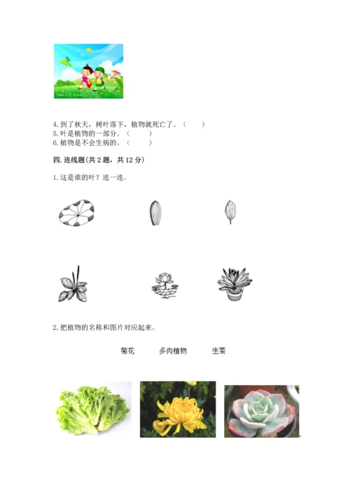 教科版科学一年级上册第一单元《植物》测试卷【易错题】.docx