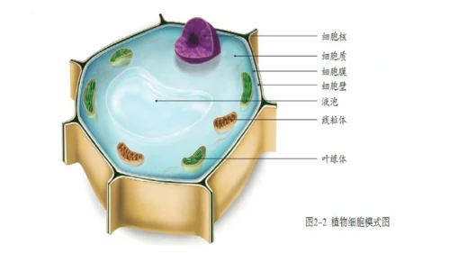 2.1.2 植物细胞（同步课件）-2023-2024学年七年级生物上册同步精品课堂（人教版）(共28