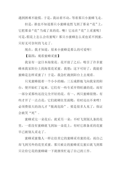 蜜蜂采蜜的作文.docx