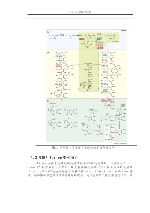 毕业论文—SUR1基因的组织定位.docx