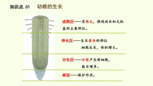 3.1.2植株的生长-七年级生物下学期同步精品课件（2024人教版）(共26张PPT)