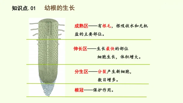 3.1.2植株的生长-七年级生物下学期同步精品课件（2024人教版）(共26张PPT)