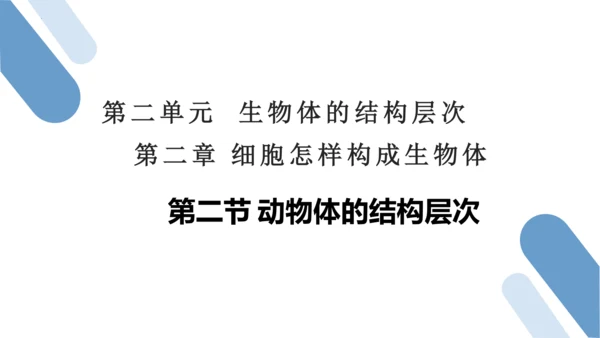 2.2.2 动物体的结构层次-2023-2024学年七年级生物上学期备课课件（人教版）(共26张PP