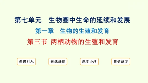 7.1.3两栖动物的生殖和发育-八年级生物人教版下学期同步精品课件(共31张PPT)
