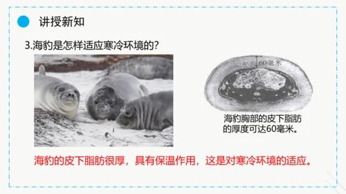 1.2.1生物与环境的关系课件2023--2024学年人教版生物七年级上册(共30张PPT)