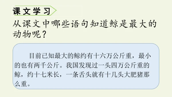 部编版 五年级语文上册第五单元习作例文 《鲸》（课件）