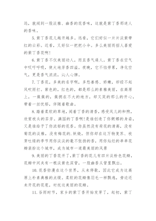 描写丁香花好句.docx