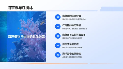 蓝色摄影风海洋生物知识科普PPT模板