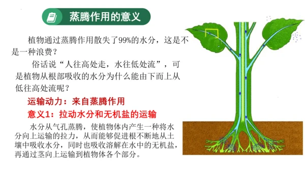 3.3 绿色植物与生物圈的水循环（课件）七年级生物上学期（人教版）(共25张PPT)