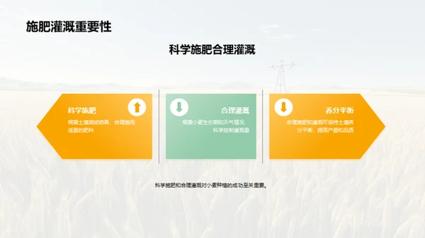 小麦养护：科技与未来