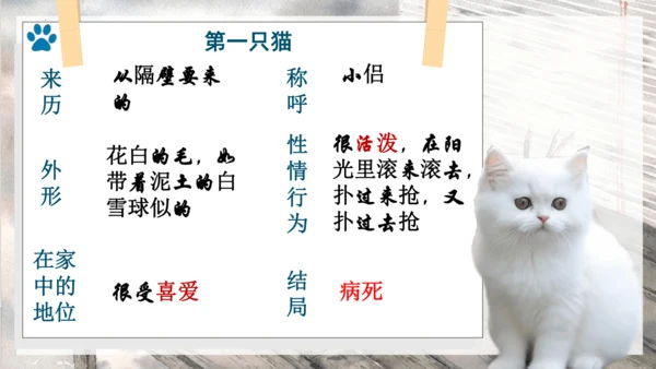 第17课《猫》课件(共25张PPT)