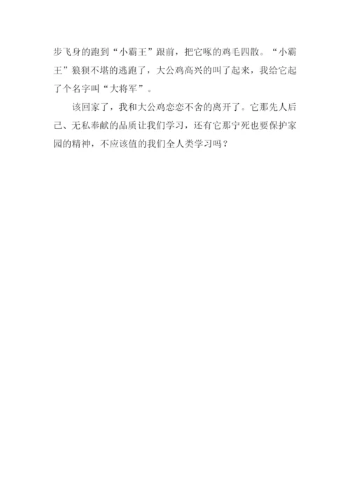 四年级作文大公鸡.docx