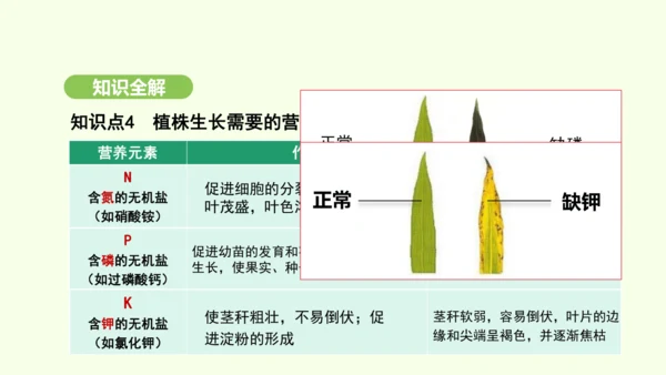 第三单元-第一章-第二节-植株的生长课件-2024-2025学年七年级生物下学期人教版(2024)(