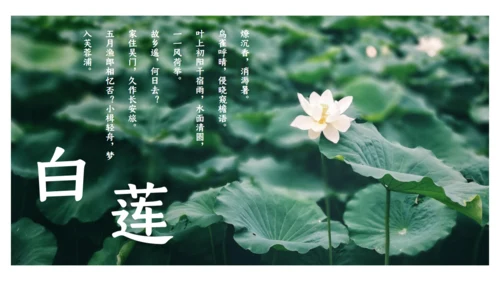夏雨荷通用PPT模板