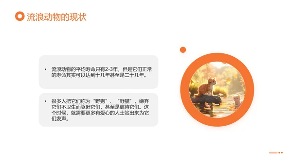 关爱流浪动物，流浪猫PPT模版