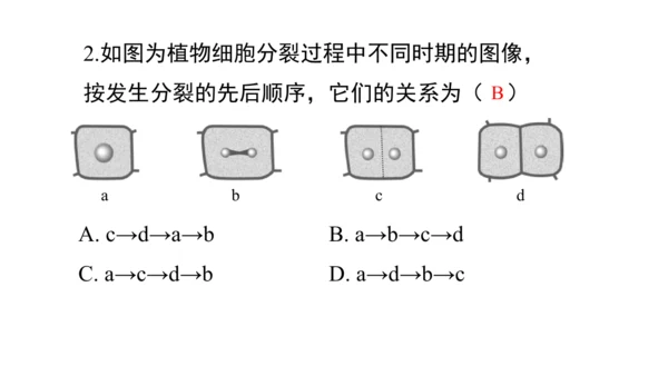 人教版（2024）七年级上册1.3.1细胞通过分裂产生新细胞 课件(共19张PPT)