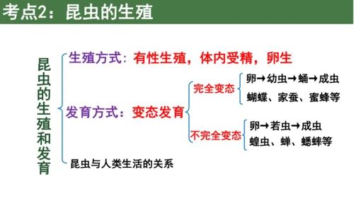 八下 第七单元复习课件(共58张PPT)