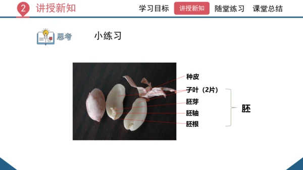 3.1.2  种子植物（课时1 种子的结构）课件-2023-2024学年人教版生物七年级上册(共24