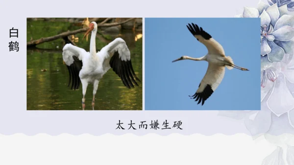 《1 白鹭》课件