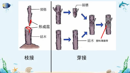 人教版八年级下册生物复习课件