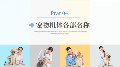 实拍风宠物解剖生理宠物解剖生理讲座PPT