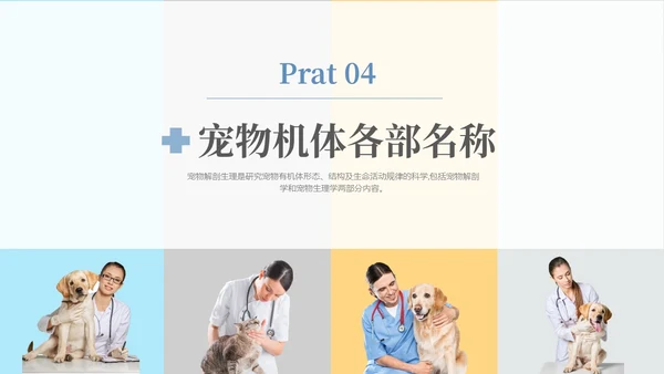 实拍风宠物解剖生理宠物解剖生理讲座PPT