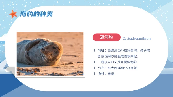 世界海豹日小海豹通用PPT模板