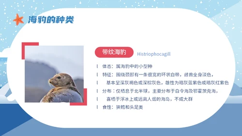 世界海豹日小海豹通用PPT模板