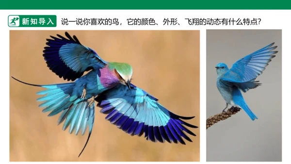 第十九课《我喜欢的鸟》课件