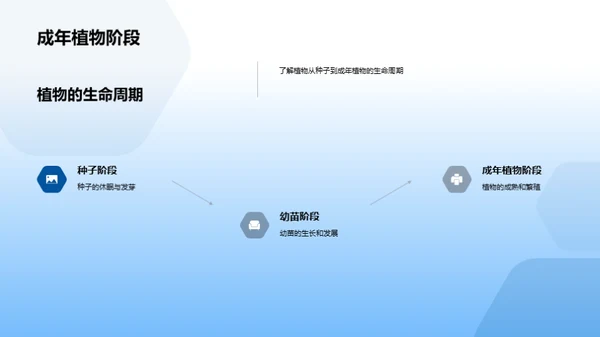 观察和描述植物的生长过程