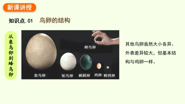 7.1.4鸟的生殖和发育-八年级生物人教版下学期同步精品课件(共24张PPT)
