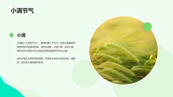绿色插画小满节气科普培训课件PPT模板