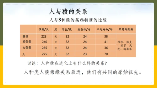 人类的起源和进化生物课通用PPT课件