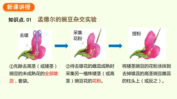 7.2.3基因的显性和隐性-八年级生物人教版下学期同步精品课件(共36张PPT)