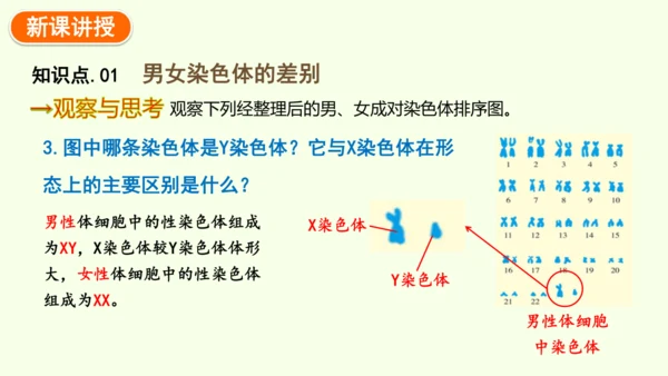 7.2.4人的性别遗传-八年级生物人教版下学期同步精品课件(共28张PPT)