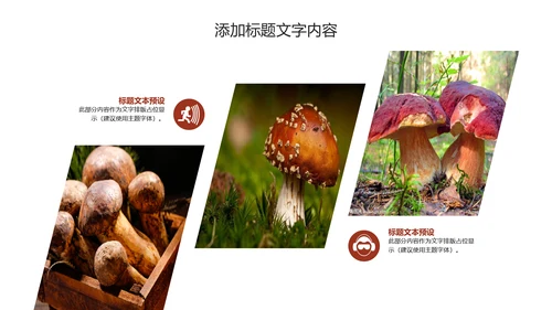 蘑菇菌类养生文化宣传动态PPT模板