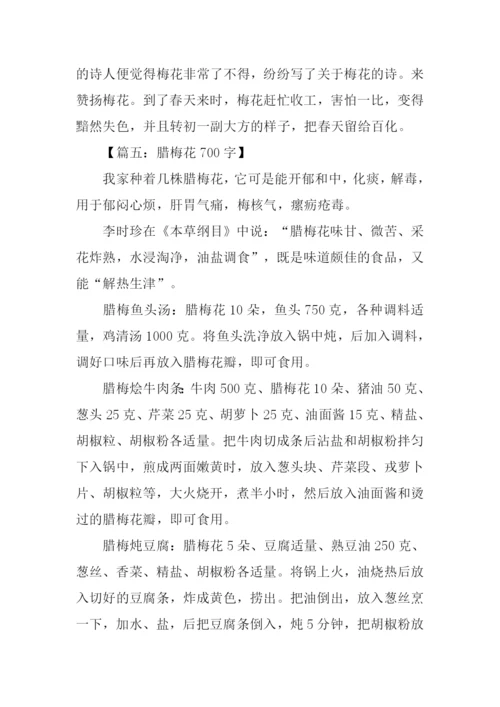 梅花的作文0.docx
