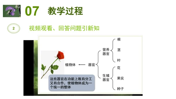 2.2.3植物体的结构层次 【说课课件】2023--2024学年人教版生物七年级上册(共42张PPT