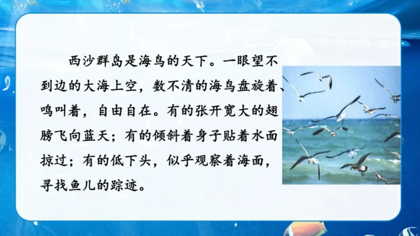 第18课《富饶的西沙群岛》课件