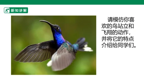 第十九课《我喜欢的鸟》课件