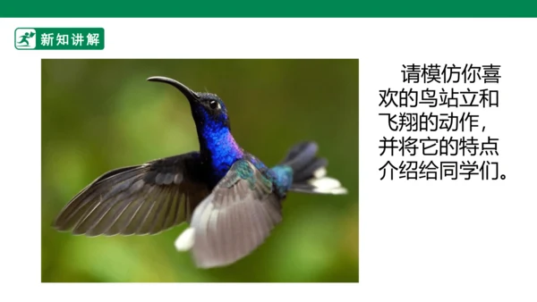 第十九课《我喜欢的鸟》课件