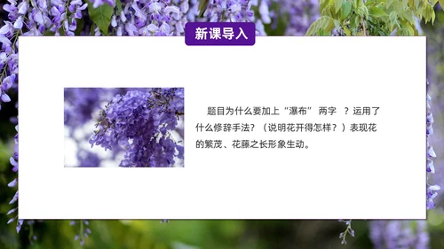 实拍风紫藤萝瀑布七年级语文课件PPT模板