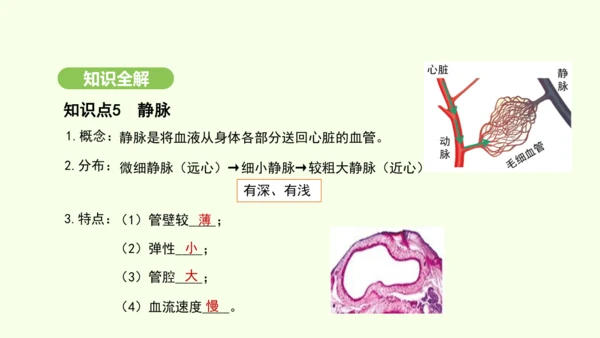 第四单元-第四章-第二节-血流的管道——血管课件-2024-2025学年七年级生物下学期人教版(20