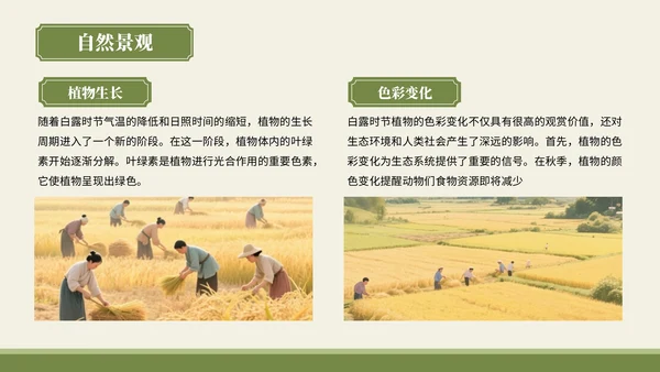 绿色中国风风格白露秋俗韵味悠长PPT模板