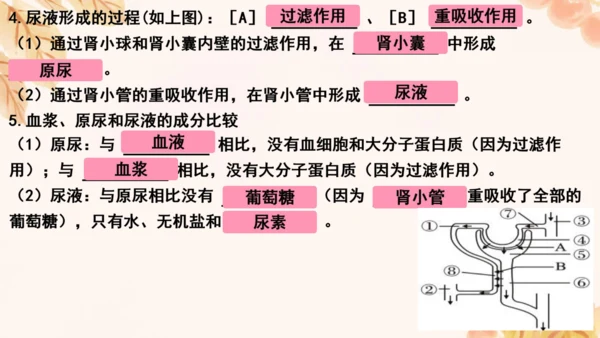 第四单元第五、六章复习课件(共33张PPT)人教版七年级下册
