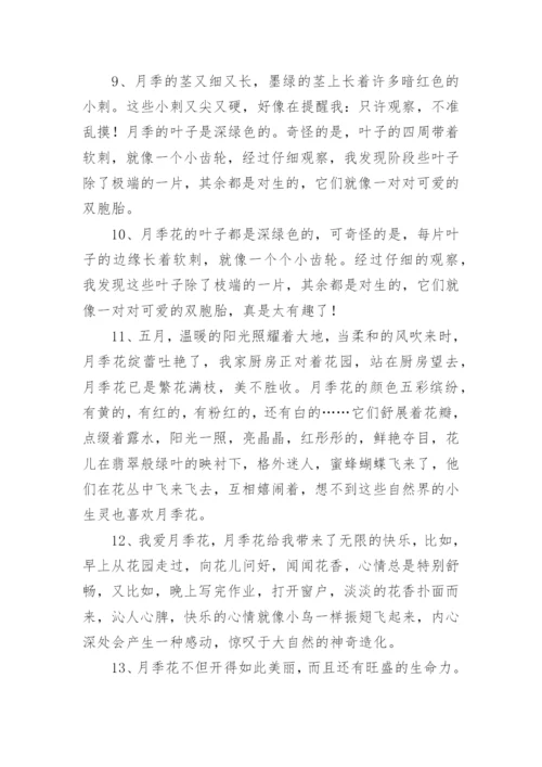 月季花的描写句子.docx