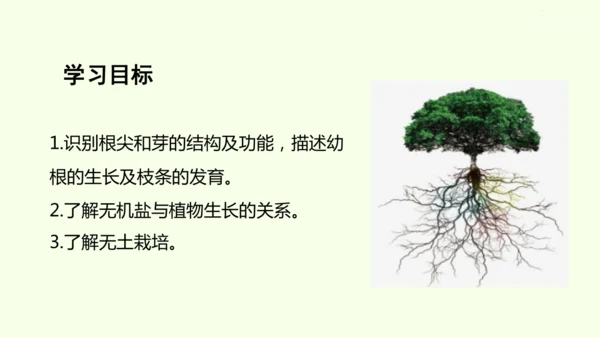 3.1.2植株的生长-七年级生物下学期同步精品课件（2024人教版）(共26张PPT)