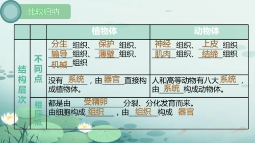 人教版（2024）七年级上册1.3.1植物体的结构层次 课件(共23张PPT)