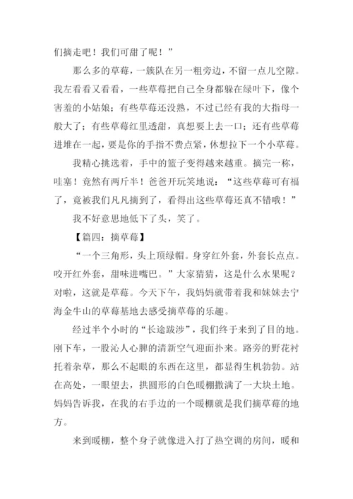 摘草莓的作文500字.docx