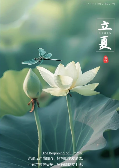 蜻蜓荷叶唯美背景立夏海报
